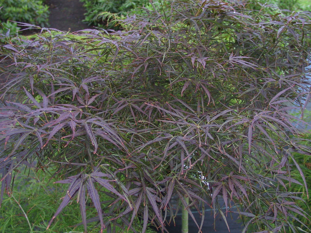 Acer palmatum Shaina - Blaetter.jpg